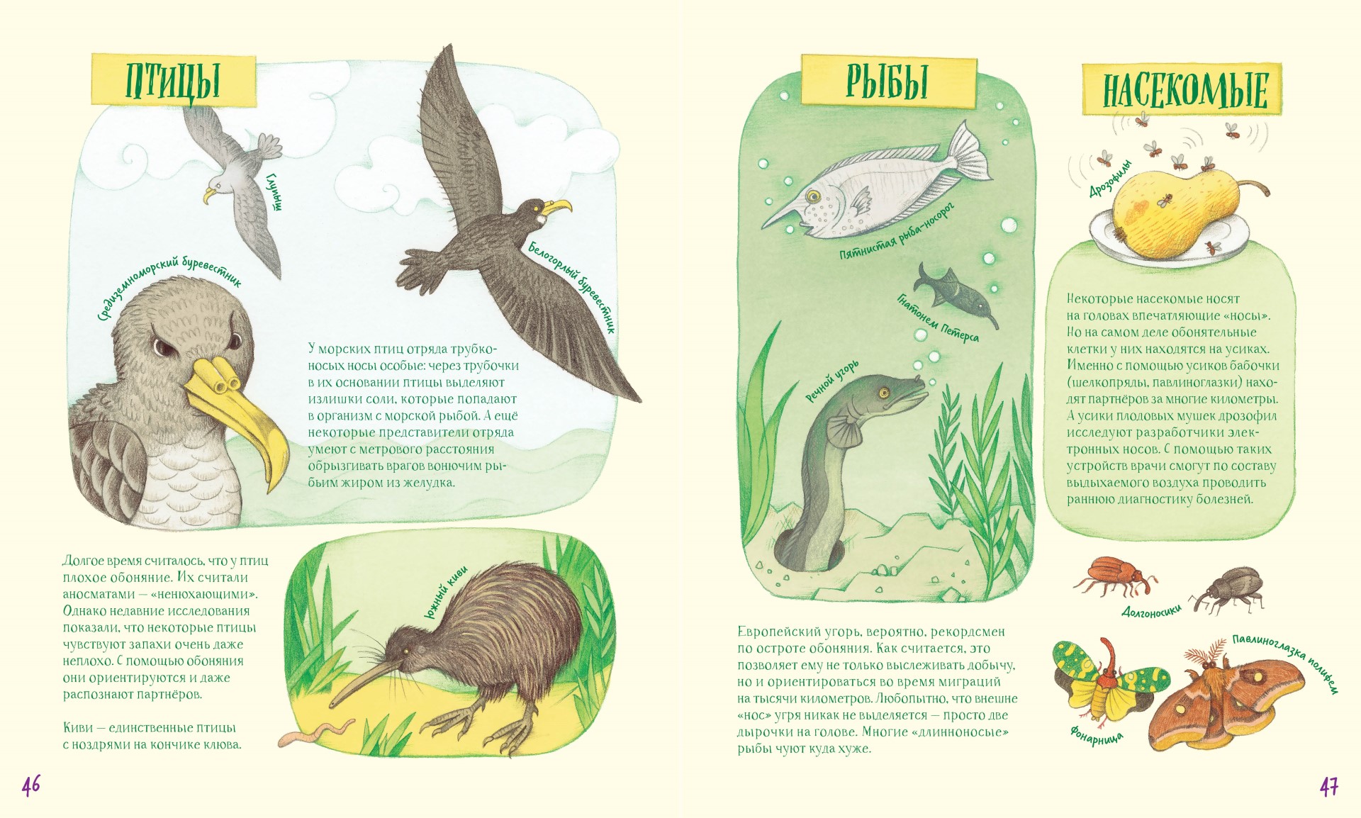 Анлауф Носы