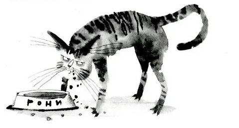 Кот прямо с неба